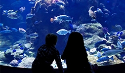 Kids At Zoo Thumbnail